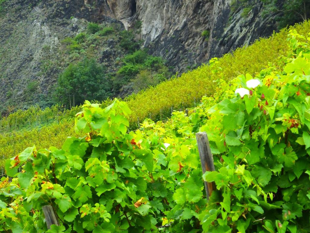 Weingut Und Hotel Haus Am Drachenloch Bad Honnef Εξωτερικό φωτογραφία